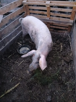 de vânzare scroafă gestanta de o lună preț 1200 lei preț fix 80 90 kg 