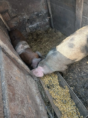 de vânzare 2 soldani 35 40 kg unul aproximativ preț 1000 lei ambii preț fix 