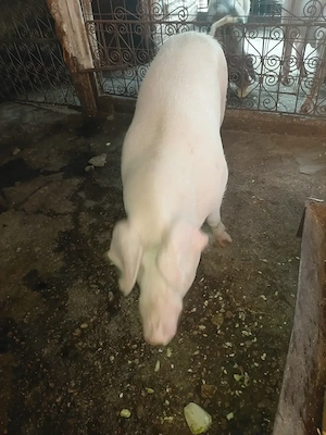 Porc de vanzare