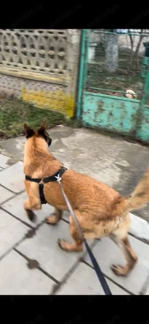 Ciobanesc Malinois - imagine 2