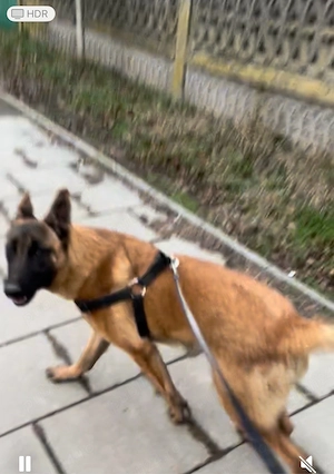 Ciobanesc Malinois