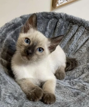 Ragdoll puiuți frumoși 