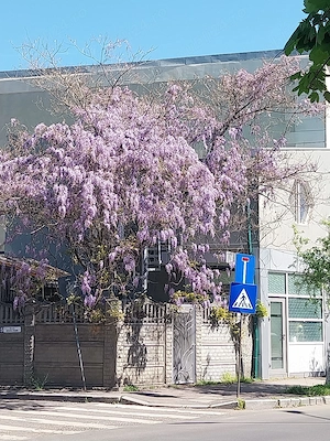 Vând Schimb casă 6 camere veche renovată Bdul Pieptănari cu vilă nouă minimum 4 camere  - imagine 5