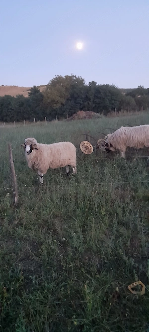 Berbeci de vanzare !!!