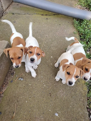 Jack Russel terier 