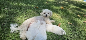 Vand bichon,cei interesați ma puteți contacta 