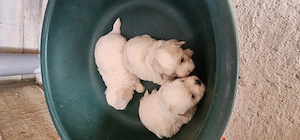 Vand bichon,cei interesați ma puteți contacta  - imagine 3