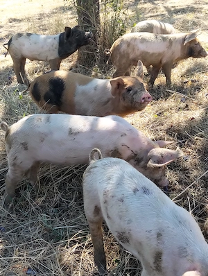 Purcei de 6 săptămâni de vânzare  - imagine 3