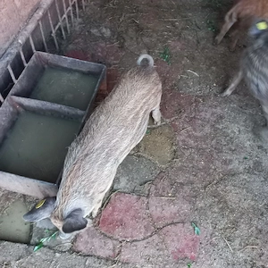 Purceii micii.10 săptămâni 