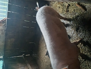 Vând vier ne castrat 