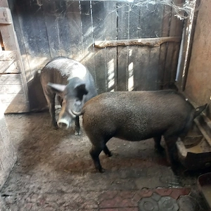 Purcea mistreata