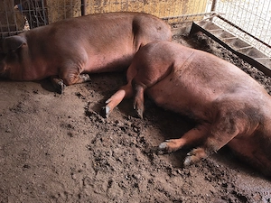 Vând porc Duroc 200 kg 