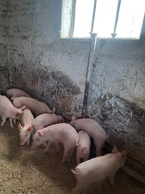 Purcei de vanzare 