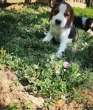 Catelusi beagle tricolor - imagine 3
