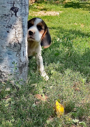 Catelusi beagle tricolor - imagine 5