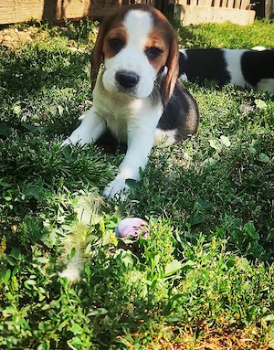 Beagle tricolori