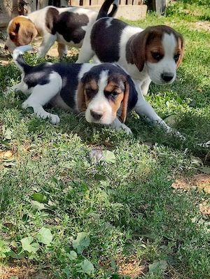 Catelusi beagle tricolor - imagine 4