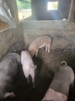 vând două grăsune. 