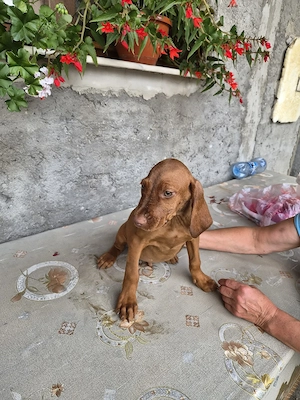 Cătei Vizsla - imagine 2