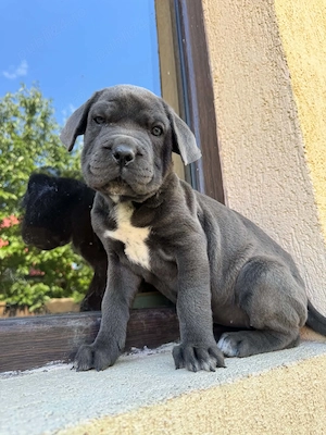femela cane corso cafeniu pui - imagine 3