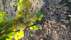 Vand struguri de masa și de vin