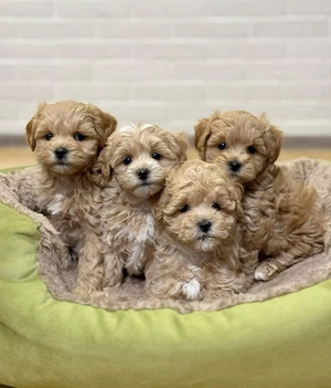 Puiuti Caniche Pudel toy 