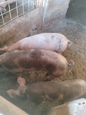 Vând 2 șoldani Pietrain de aproximativ 45 kg. - imagine 4