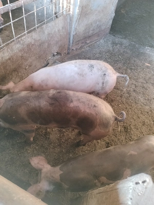 Vând 2 șoldani Pietrain de aproximativ 45 kg. - imagine 3