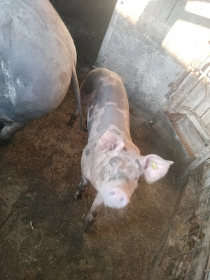 Vând 2 șoldani Pietrain de aproximativ 45 kg. - imagine 2