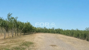 Casa cu 1133 mp de vanzare in Cauasd Bihor - imagine 2