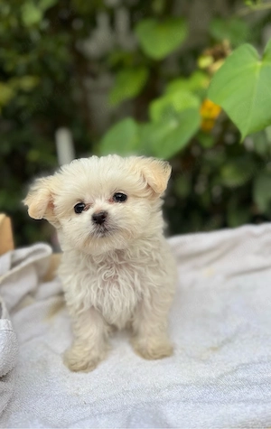 Vand Bichon Maltez - imagine 3
