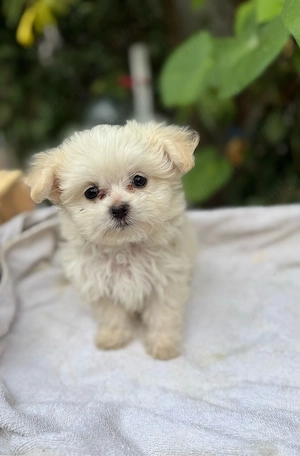 Vand Bichon Maltez