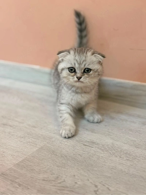 Scottish Fold Chinchilla - femelă