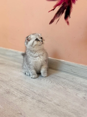 Scottish Fold Chinchilla - femelă