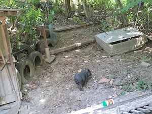 Purcei și porci rasă -crescuți natural - imagine 3