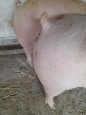 porci de carne pik 120 - 250  kg 9 lei