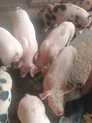 Vând purcei rasa landrace 