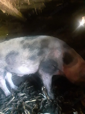 Vier de vânzare 