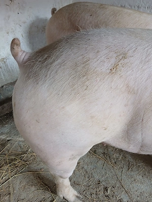 porci rasa pik 120 - 200 kg 