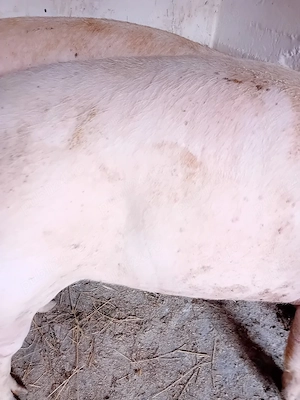 porci rasa pik 125 -200 kg - imagine 3