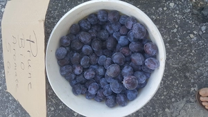 Vând prune Bio pentru țuică 2,50 RON kg