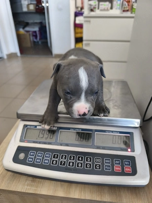 american Bully cu acte