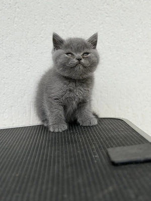 British Shorthair blue baietel