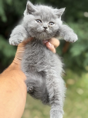 British Shorthair blue baietel - imagine 2