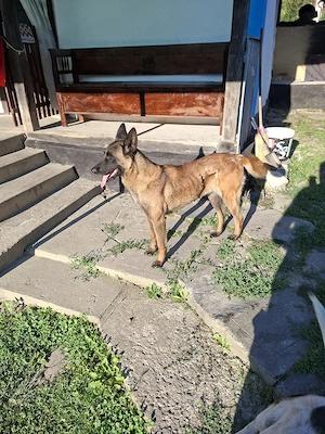 Femela malinois  - imagine 2