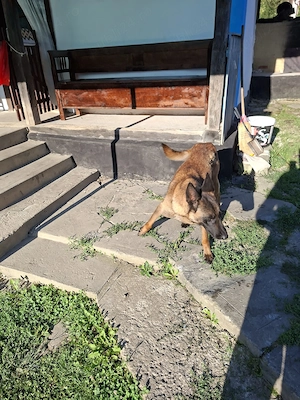Femela malinois 