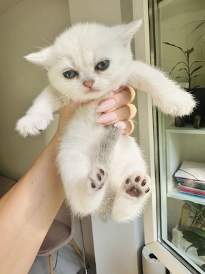 Pui fetita British Shorthair Chincila Silver  - imagine 5