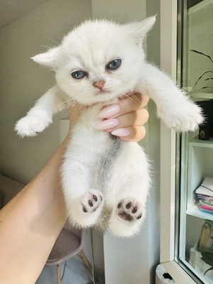 Pui fetita British Shorthair Chincila Silver  - imagine 3
