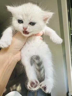 Pui fetita British Shorthair Chincila Silver  - imagine 2