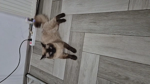 Vand pisica ragdoll - imagine 4